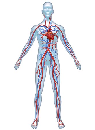 Angiologie: Gefäßuntersuchungen arteriell und venös